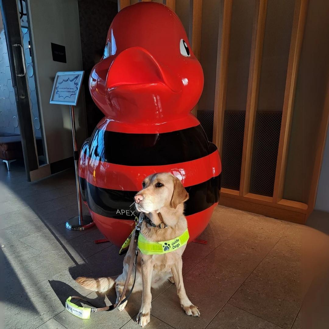 Guide Dog in front of giant Apex Hotel duck, splasher