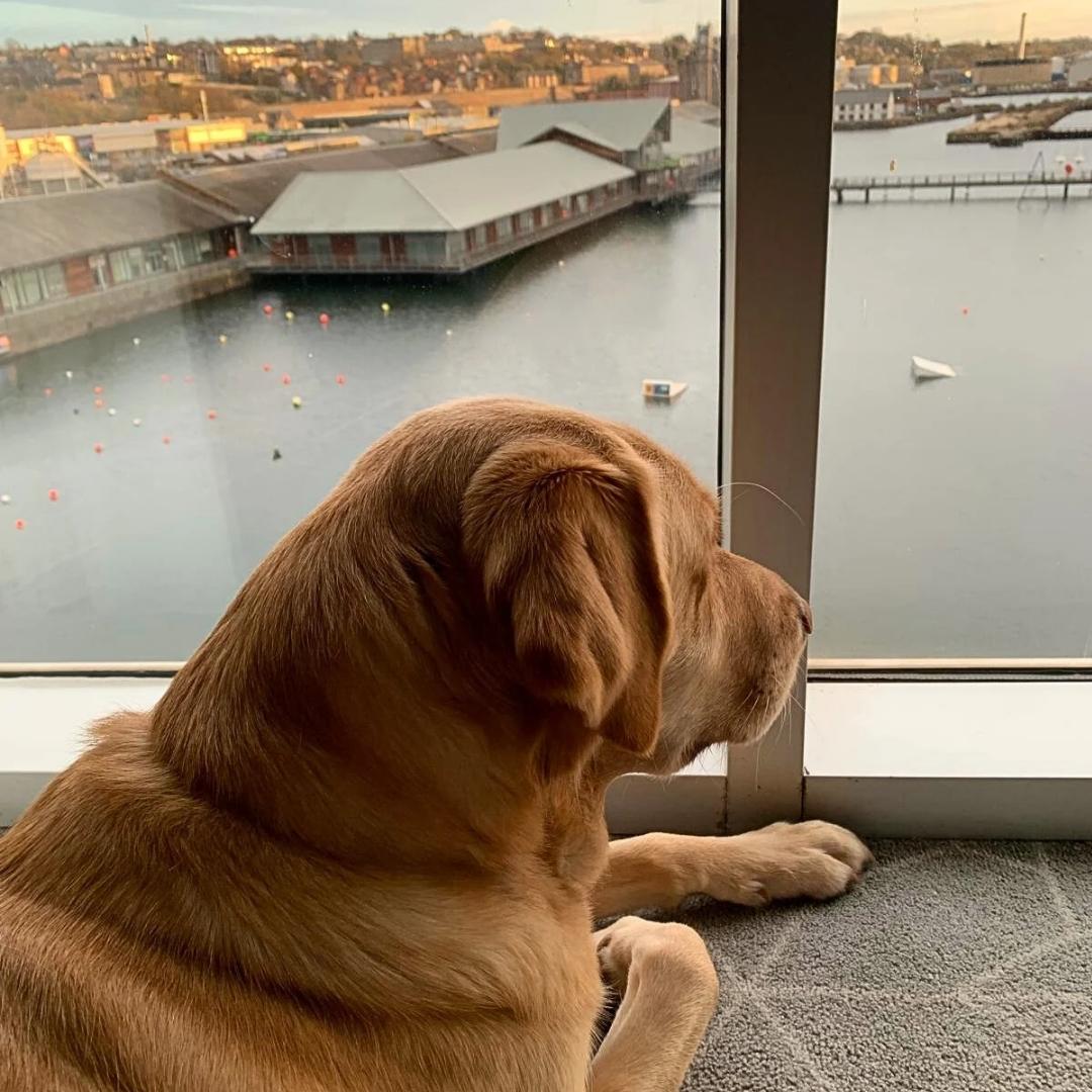 Dog looking out window to a Dundee Quay view at sunrise